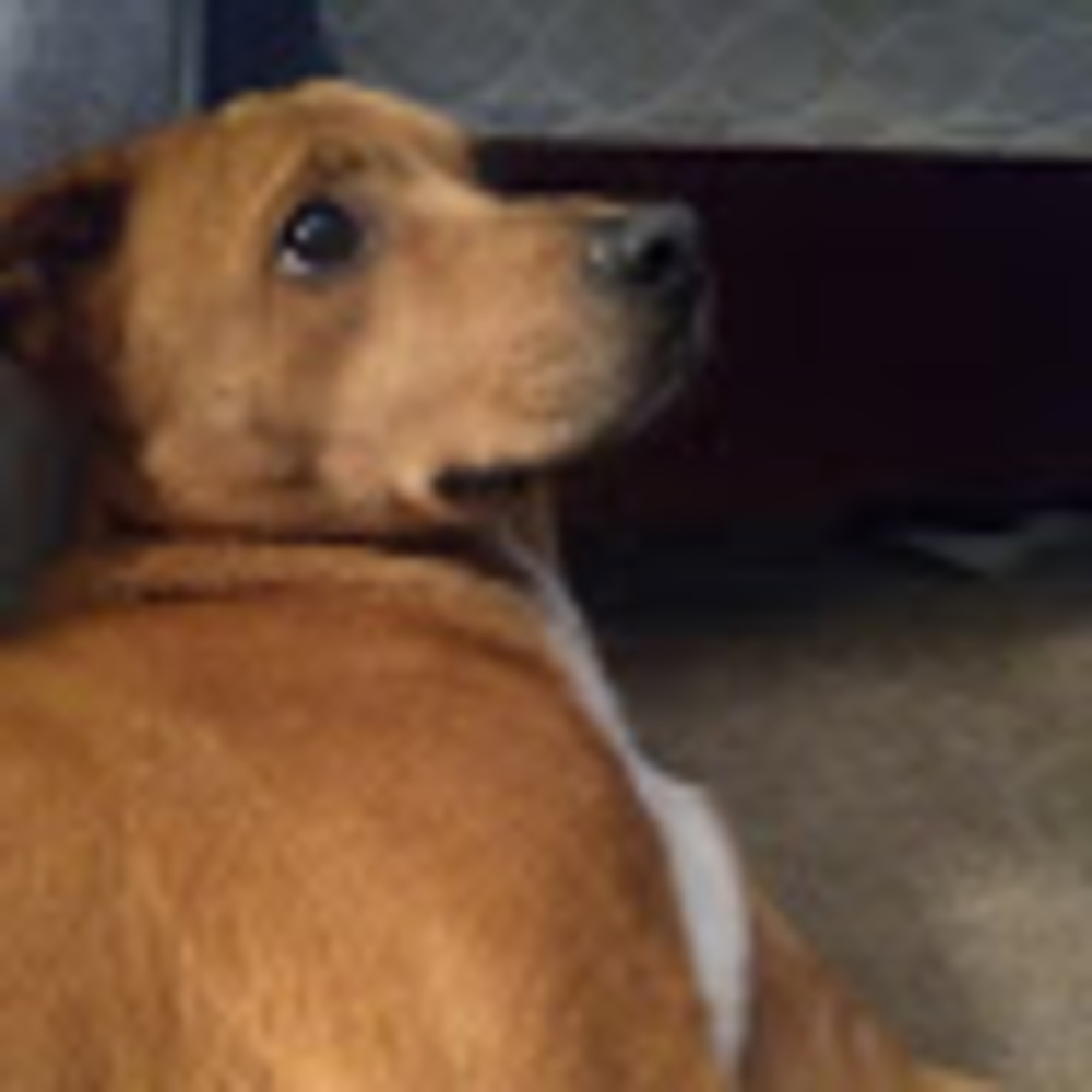 Meet your Posher, Paige